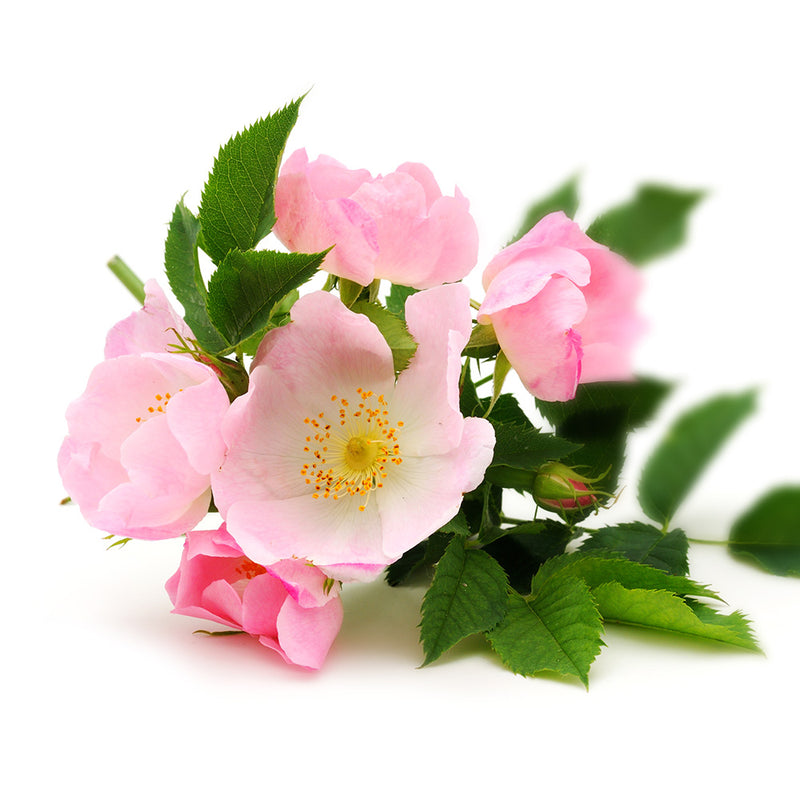Heckenrose Brand