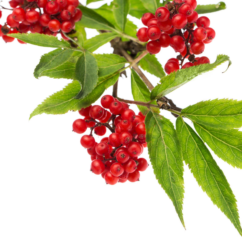 Roter Hirschholunder