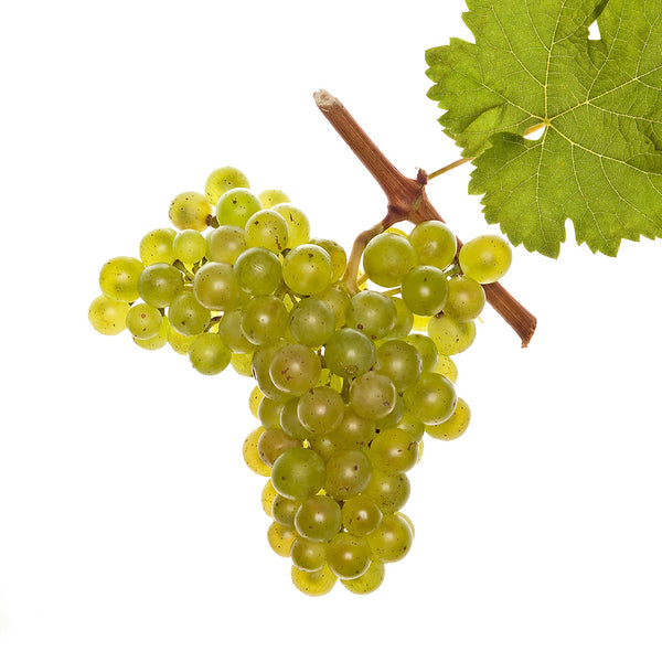 Tresterbrand Kerner